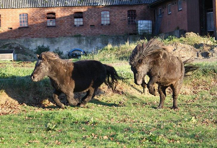 Shetlænder Lise - Foto : Mig / Hanne Viola Pedersen billede 7