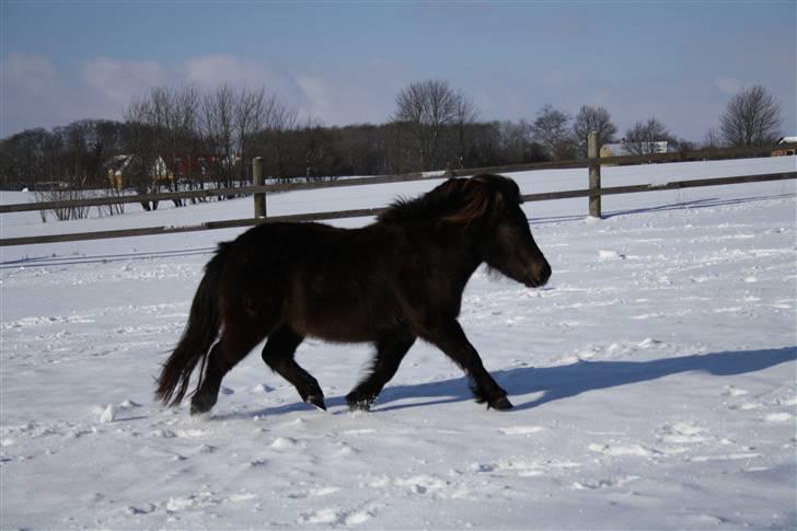 Shetlænder Lise - Foto : Mig / Hanne Viola Pedersen billede 8