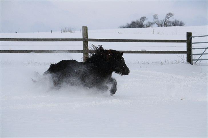 Shetlænder Lise - Foto : Mig / Hanne Viola Pedersen billede 9