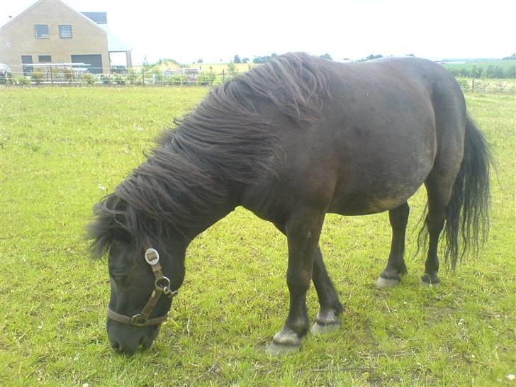 Anden særlig race Blackie - Blackie elsker græs :) billede 5