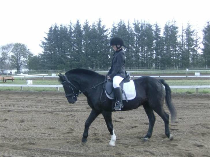 DSP sherrydan solgt :( - du var mit livs bedste hest billede 7