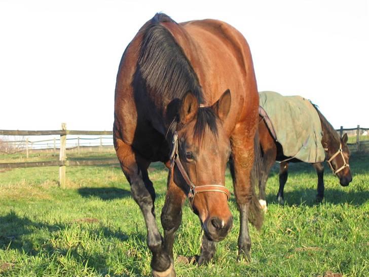 Trakehner Kastanje - På folden den 27 nov. 2007 billede 8