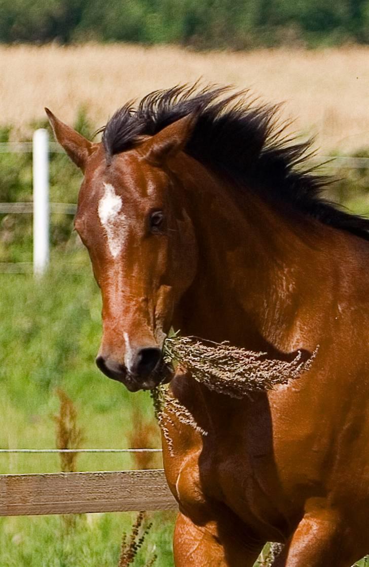 Dansk Varmblod Damgårdens CasiopejaR.I.P billede 10