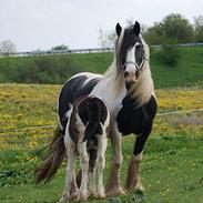 Irish Cob Axelvedgård's Jezebel