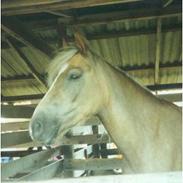 Haflinger Minigårdens Hemindus