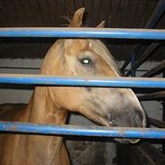 Haflinger Minigårdens Hemindus