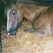 Haflinger Minigårdens Hemindus