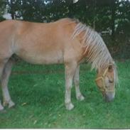 Haflinger Minigårdens Hemindus
