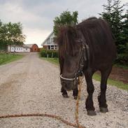 Shetlænder line<3