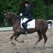 Welsh Cob (sec D) Dankirkeby icon - Solgt