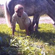 Shetlænder Tangens Herkules