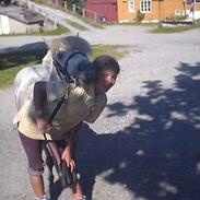 Shetlænder Tangens Herkules