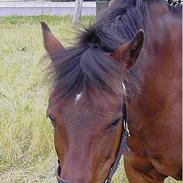 New Forest Anitta af Ålborgdal DØD