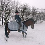 Anden særlig race Cheval  (Har haft lånt)