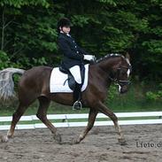 Welsh Cob (sec D) Dankirkeby icon - Solgt