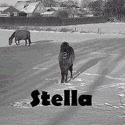 Anden særlig race *Stella*