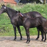 Oldenborg Puck Star - SOLGT -