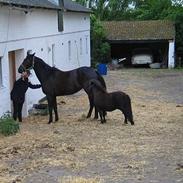 Oldenborg Puck Star - SOLGT -