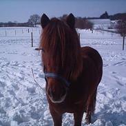 Islænder Jernbanegaards Freja