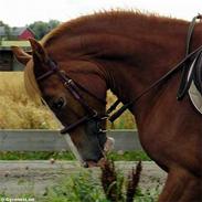 Welsh Cob (sec D) Nebo Holly *R.I.P*