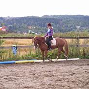 Welsh Cob (sec D) Nebo Holly *R.I.P*