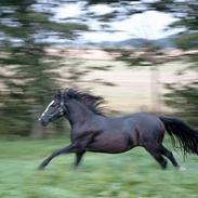 Anden særlig race Lafayette