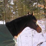 Sportsaraber (A) Panik