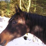 Sportsaraber (A) Panik