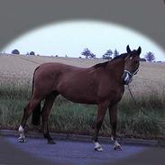 Dansk Varmblod Pachino Holmgaard