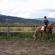 Welsh Cob (sec D) Nebo Holly *R.I.P*