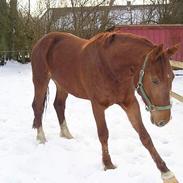 Frederiksborg Elstedsgårds Cavallo