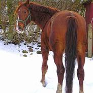 Frederiksborg Elstedsgårds Cavallo