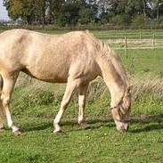 Palomino Adeno