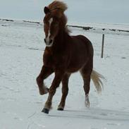 Islænder Kjarni fra Hjardemål