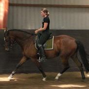 Dansk Varmblod Shalu