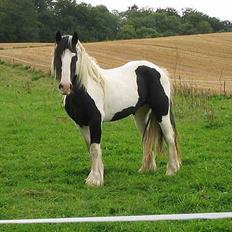 Irish Cob Axelvedgård's Jezebel