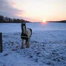 Irish Cob Axelvedgård's Jezebel