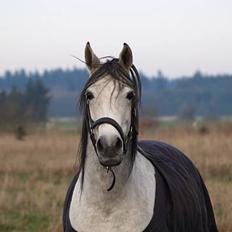 Arabisk fuldblod (OX) Pashas EnaYa OX R.I.P.