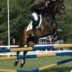 Dansk Varmblod Østergårds Chausette (Udlånt)