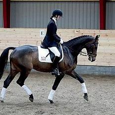 Dansk Varmblod Østergårds Chausette (Udlånt)