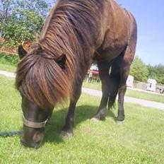 Islænder Svartur fra Tingvad