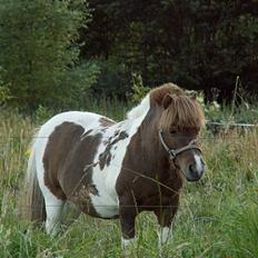 Shetlænder Harlekin