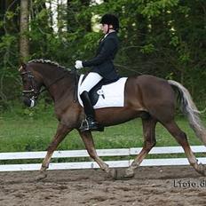 Welsh Cob (sec D) Dankirkeby icon - Solgt