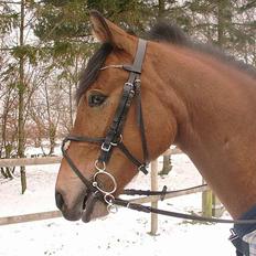 Anden særlig race Cheval  (Har haft lånt)