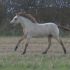 Connemara Salia Maree Manié SOLGT