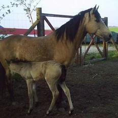 Connemara Salia Maree Manié SOLGT