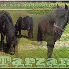 Anden særlig race Tarzan (Brumbassen) R.I.P