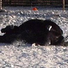 Anden særlig race Tarzan (Brumbassen) R.I.P