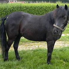 Anden særlig race Tarzan (Brumbassen) R.I.P