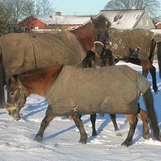 Anden særlig race *Stella*